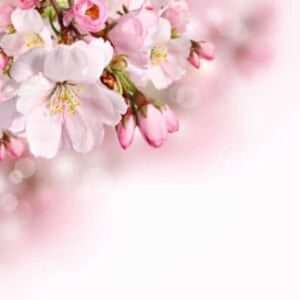 Κέντρο Ψυχοθεραπείας Εαρινή Ισημερία - Η μέρα που η ανθρώπινή ψυχή ανθίζει! Σκοπός είναι να αναγνωρίσουμε και να τιμήσουμε ότι μας δυσκόλεψε το φετινό χειμώνα.