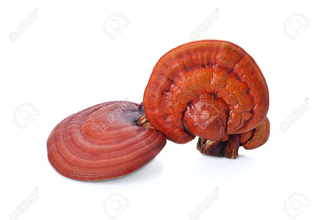 Μανιτάρι Reishi (Γανόδερμα) Μια αληθινή «σούπερ τροφή»
