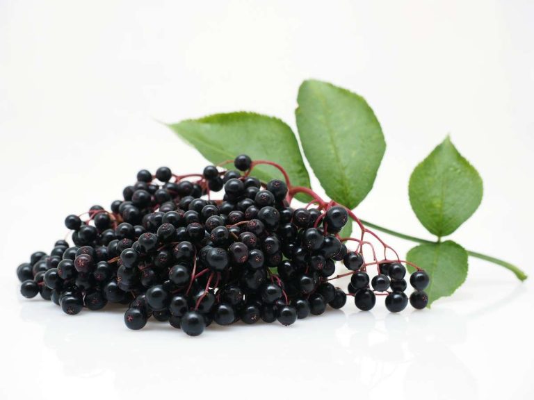 4 Θεραπευτικές ιδιότητες του Elderberry :​