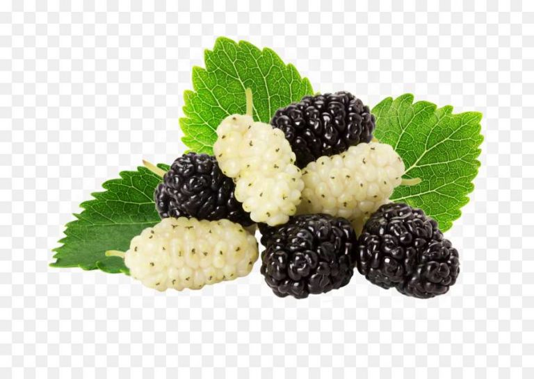 Μούρα (Mulberry) Ένα φρούτο με μεγάλη ιστορία