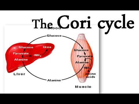 Ο μεταβολικός κύκλος του cori (ή του Γαλακτικού Οξέος)