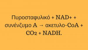 Πυροσταφυλικό + NAD+ + συνένζυμο A → ακετυλο-CoA + CO2 + NADH.
