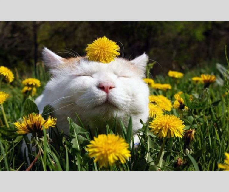 Έντεχνη δράση άρθρο ψυχοθεραπείας