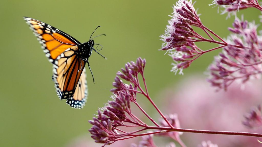 Πεταλουδα σε λουλουδι