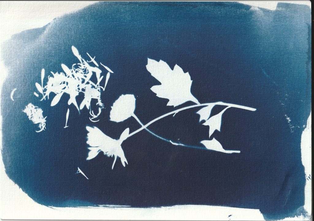 Σεμινάριο Κυανοτυπίας: Παίζοντας με το φως